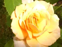 Garten Juni4 038.webp