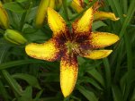 Garten Juni4 040.jpg