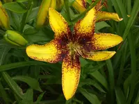 Garten Juni4 040.webp