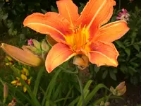 Garten Juni4 041.webp