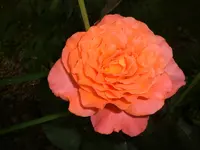 Garten Juni4 042.webp