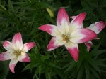 Garten Juni4 043.jpg