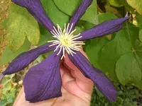 Garten Juni4 044.webp