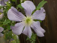 Garten Juni4 045.webp