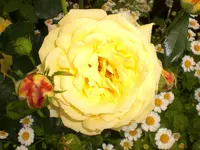Garten Juni4 046.webp