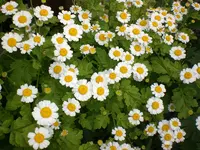 Garten Juni4 047.webp