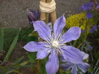 Garten Juni4 048.webp