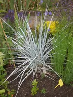 Garten Juni4 049.webp