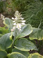 Garten Juni4 050.webp