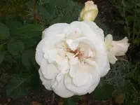 Garten Juni4 051.webp