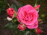 Garten Juni4 052.webp