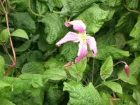 Garten Juni4 053.webp