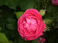 Garten Juni4 054.webp