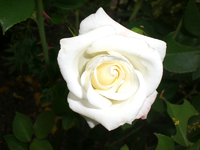 Garten Juni4 055.webp