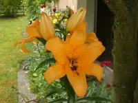 Garten Juni4 056.webp