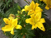 Garten Juni4 057.webp
