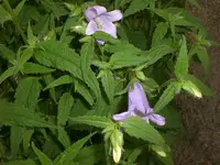 Garten Juni4 058.webp