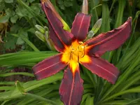 Garten Juni4 059.webp