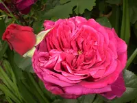 Garten Juni4 060.webp