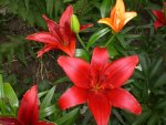 Garten Juni4 061.jpg