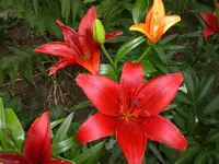 Garten Juni4 061.webp