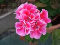geranie.webp