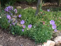 glockenblumen.webp