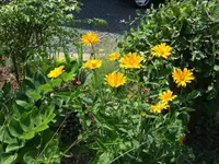heliopsis helianthoides.webp