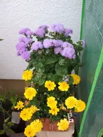 leberbalsam+tagetes.webp