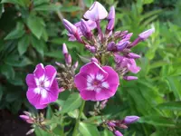 phlox.webp