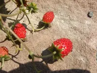 walderdbeeren.webp