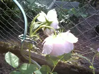 kranke.webp