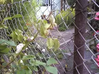 kranke2.webp