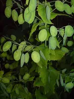 13156326.webp