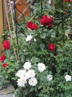 Kletterrose Hof.webp