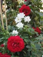 Neue Hofkletterrose.webp