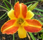 Hemerocallis Frans Hals erste Blüte.jpg