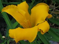 IMG_golden dewdrop_1024x768.webp