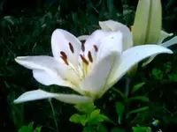 Lilie weiß.webp
