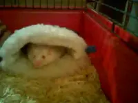 Maus 4.webp