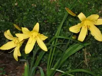 Taglilie Stella d'Oro.webp