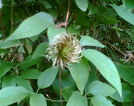 der Samenstand meiner Clematis.webp