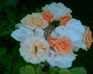 ein Rosenbukett von oben.webp