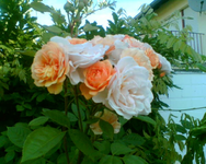 meine Rose an der Terrasse.webp