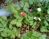 eine kleine Erdbeere.webp