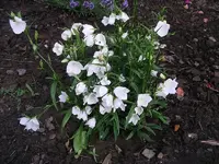 IMGP0071.webp