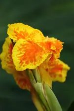 Florence Vaughan 1.webp