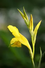 Glauca gelb.webp
