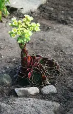 Sempervirum blüht.webp