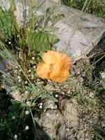 Mohn.webp